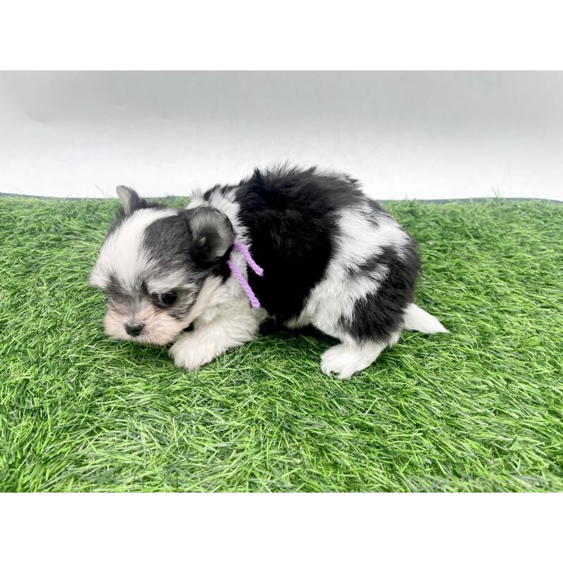 販売中の愛知県のチワマル:チワワ×マルチーズ-446322の4枚目