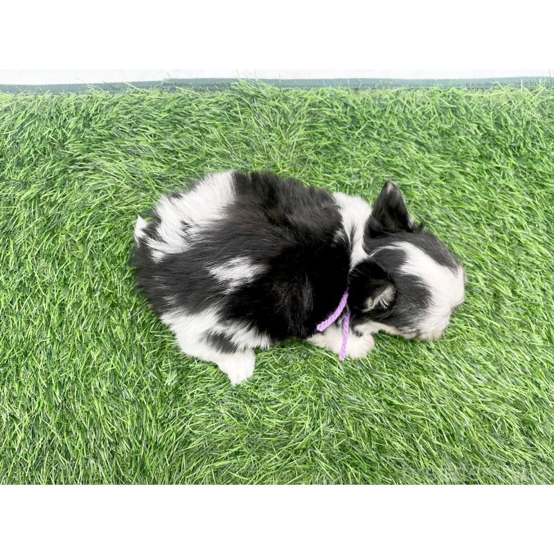 販売中の愛知県のチワマル:チワワ×マルチーズ-446322の3枚目