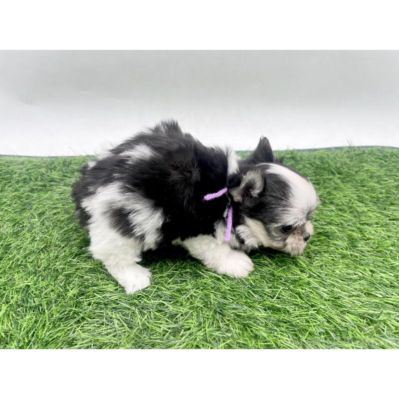 販売中の愛知県のチワマル:チワワ×マルチーズ-446322の2枚目