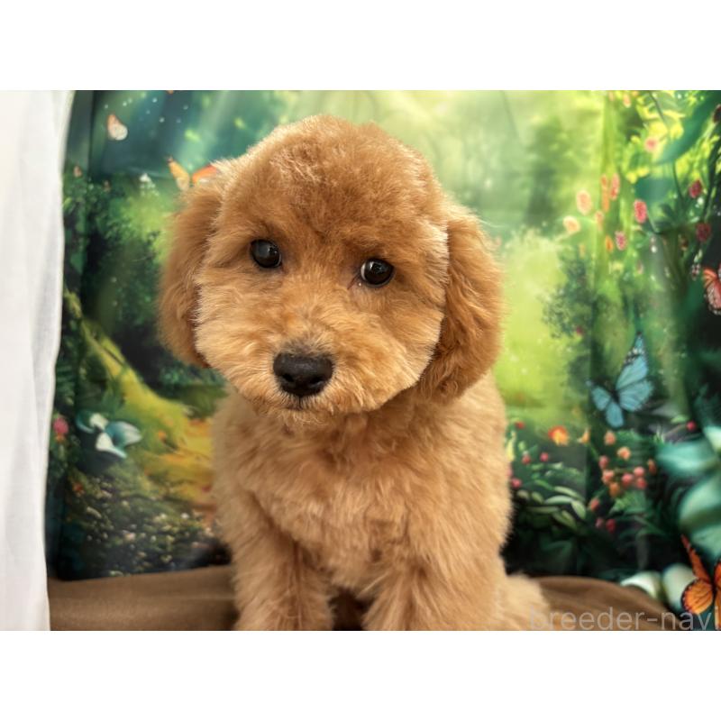 販売中の栃木県のトイプードル-423583