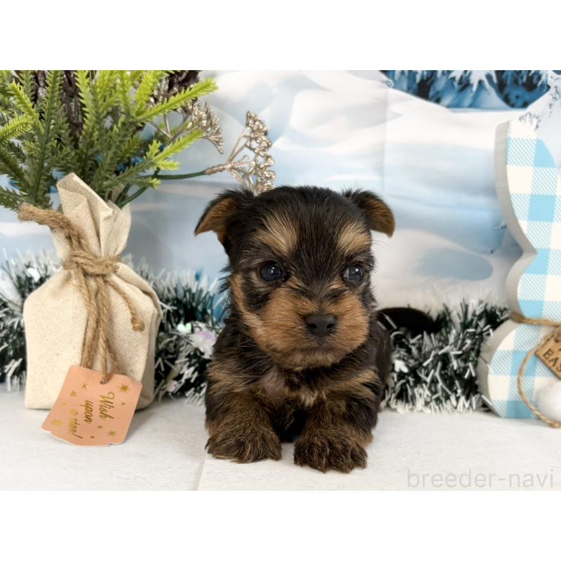 販売中の秋田県のヨークシャーテリア-446323の5枚目