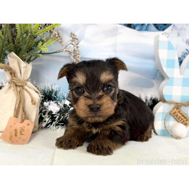 販売中の秋田県のヨークシャーテリア-446323の4枚目