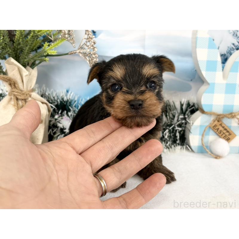 販売中の秋田県のヨークシャーテリア-446323の1枚目