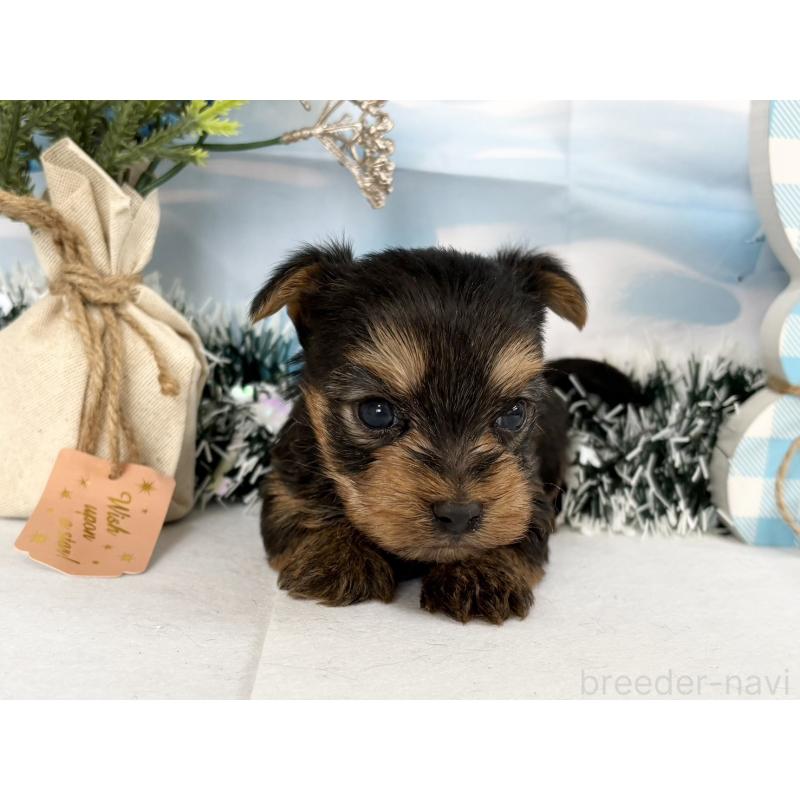 販売中の秋田県のヨークシャーテリア-446323の2枚目