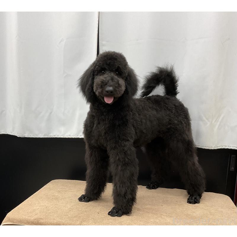 販売中の三重県のスタンダードプードル-416600の5枚目