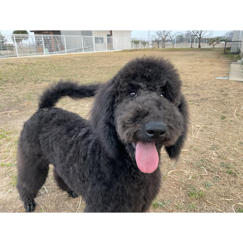 販売中の三重県のスタンダードプードル-416600の3枚目