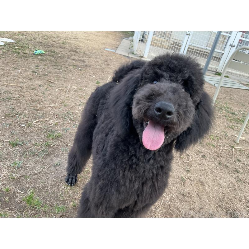 販売中の三重県のスタンダードプードル-416600の2枚目