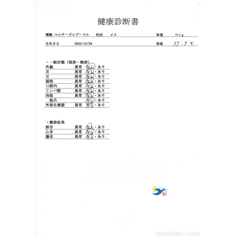 販売中の群馬県のマルプー:マルチーズ×トイプードル-446326の2枚目