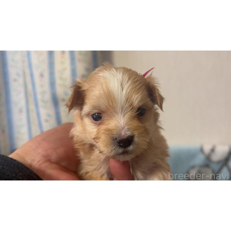 販売中の岡山県のマルプー:マルチーズ×トイプードル-444476の10枚目