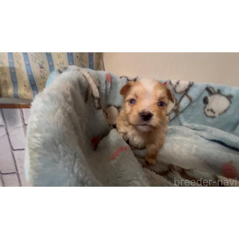 販売中の岡山県のマルプー:マルチーズ×トイプードル-444476の9枚目