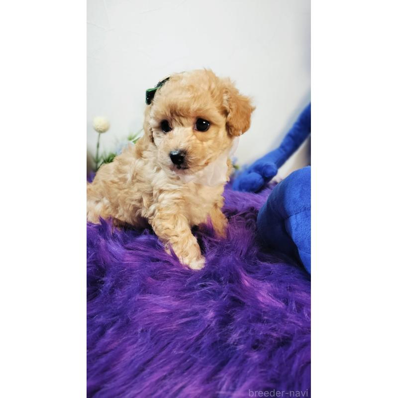 販売中の愛媛県のタイニープードル-441849