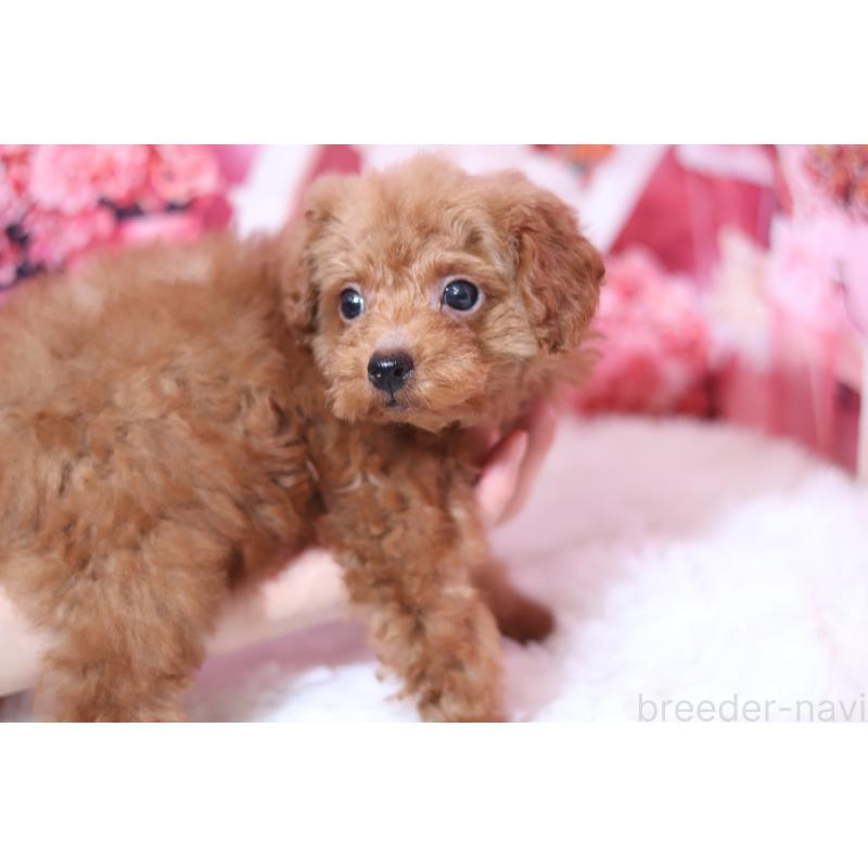 販売中の大阪府のティーカッププードル-446541の4枚目