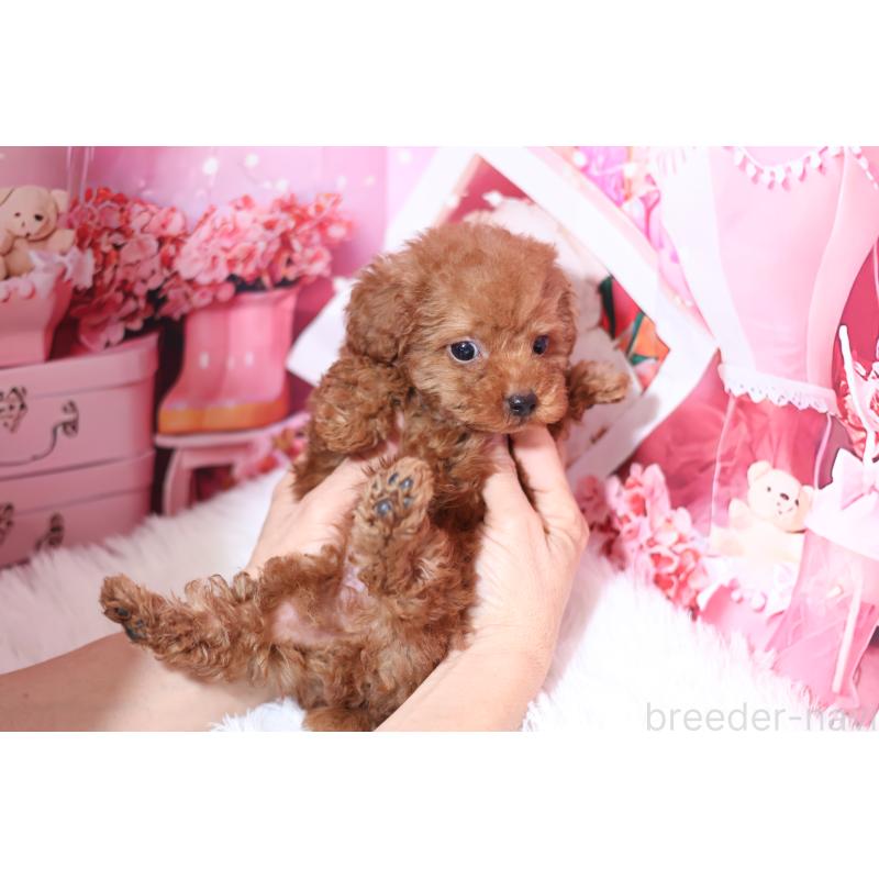 販売中の大阪府のティーカッププードル-446541