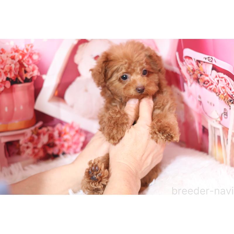 販売中の大阪府のティーカッププードル-446542の2枚目