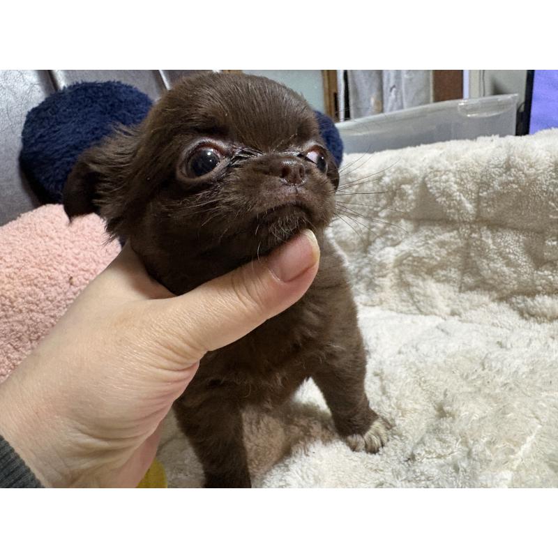 販売中の福岡県のチワワ(ロングコート)-439300