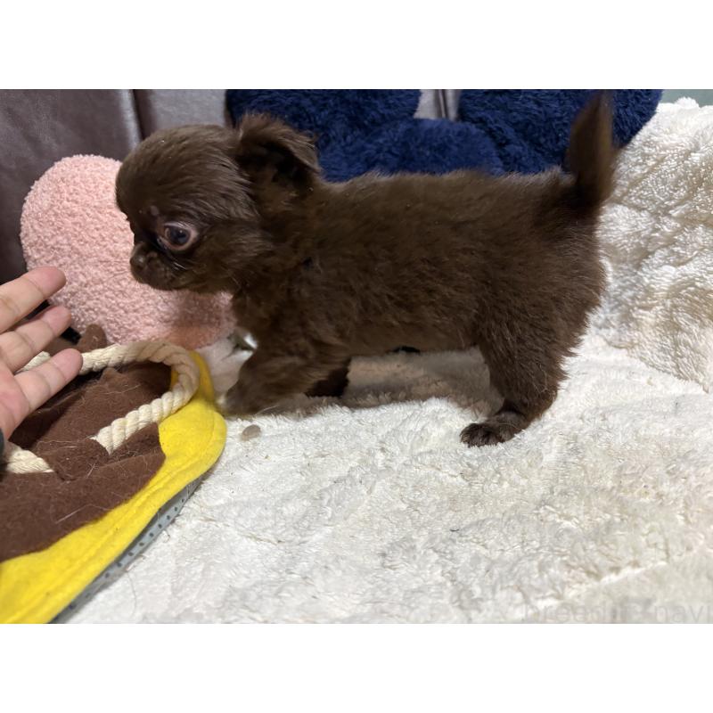 販売中の福岡県のチワワ(ロングコート)-439300の6枚目