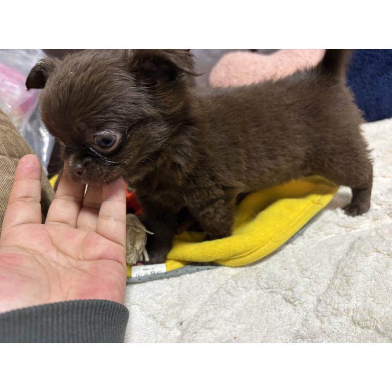 販売中の福岡県のチワワ(ロングコート)-439300の5枚目