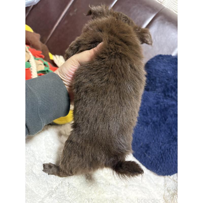 販売中の福岡県のチワワ(ロングコート)-439300の4枚目