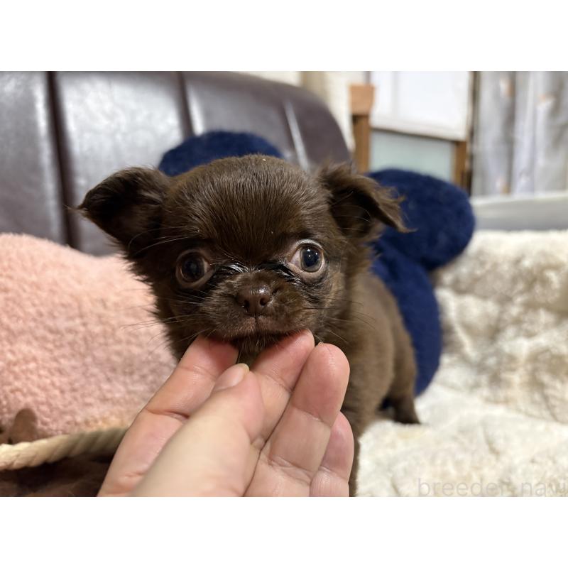 販売中の福岡県のチワワ(ロングコート)-439300の3枚目