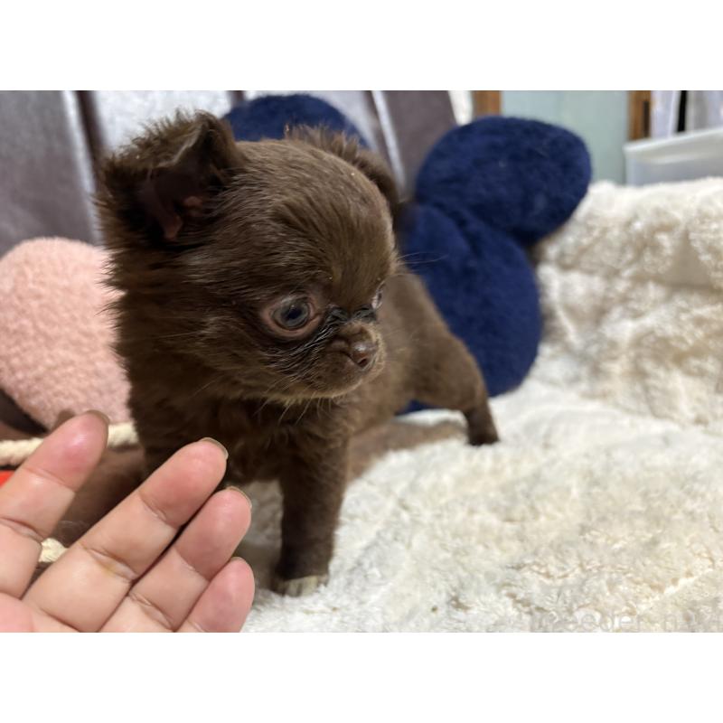 販売中の福岡県のチワワ(ロングコート)-439300の2枚目