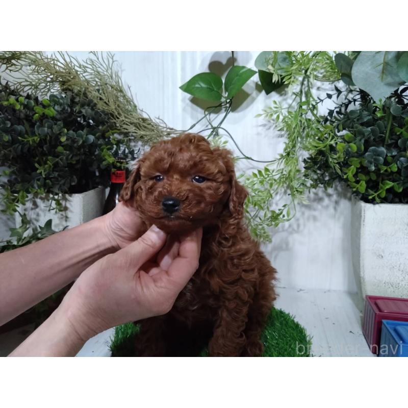 販売中の三重県のポメプー:ポメラニアン×トイプードル-446568の7枚目