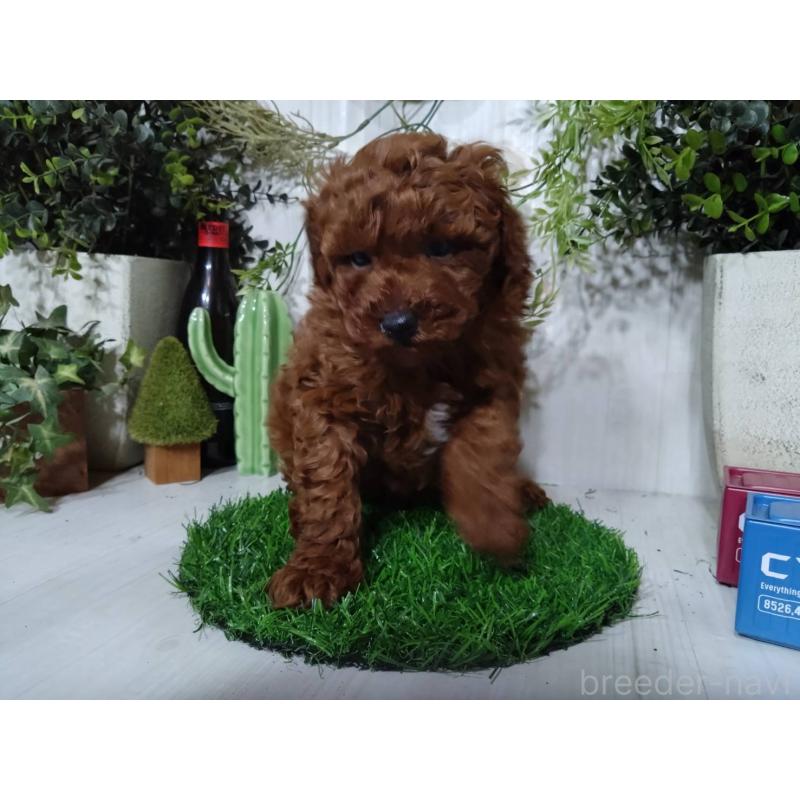 販売中の三重県のポメプー:ポメラニアン×トイプードル-446568の1枚目