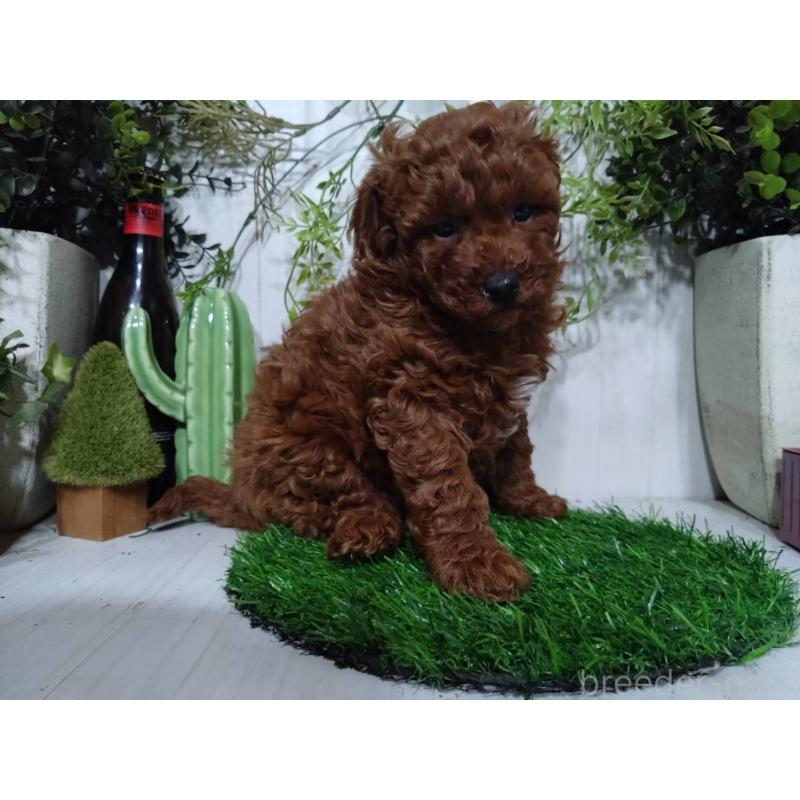 販売中の三重県のポメプー:ポメラニアン×トイプードル-446568の6枚目