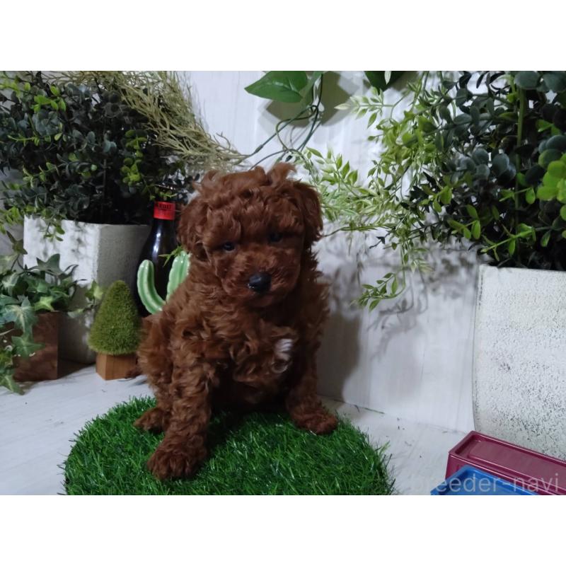 販売中の三重県のポメプー:ポメラニアン×トイプードル-446568の5枚目