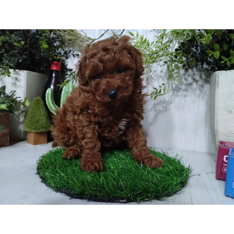 販売中の三重県のポメプー:ポメラニアン×トイプードル-446568の4枚目