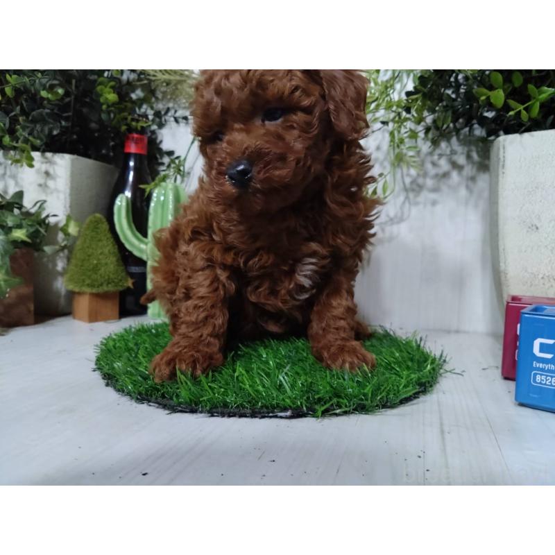 販売中の三重県のポメプー:ポメラニアン×トイプードル-446568の2枚目