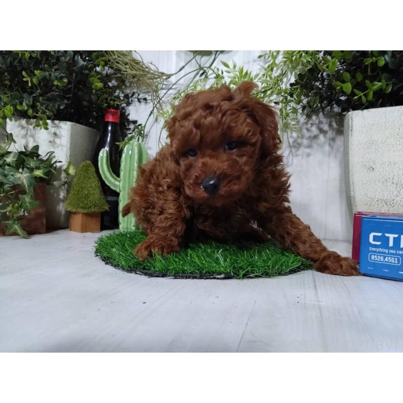 販売中の三重県のポメプー:ポメラニアン×トイプードル-446568の3枚目