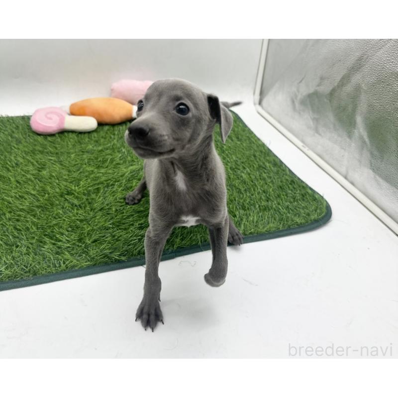 販売中の愛知県のイタリアングレーハウンド(イタグレ)-446570の7枚目