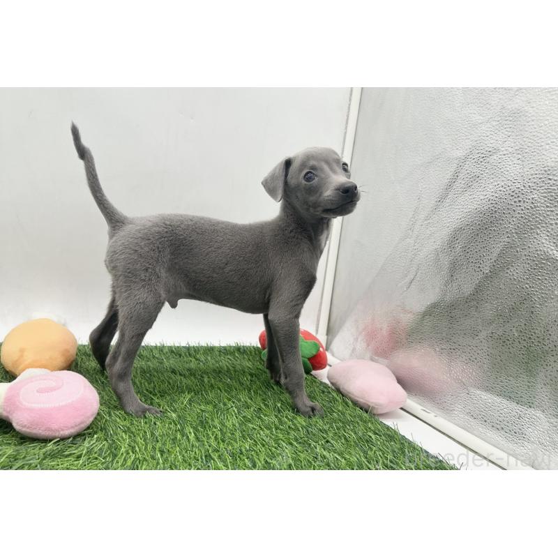 販売中の愛知県のイタリアングレーハウンド(イタグレ)-446570の6枚目