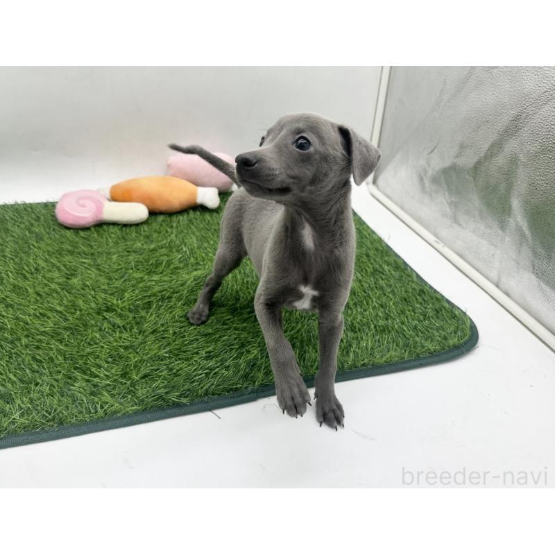 販売中の愛知県のイタリアングレーハウンド(イタグレ)-446570の5枚目