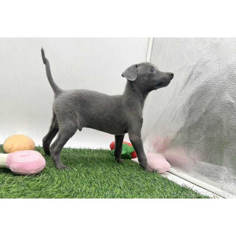 販売中の愛知県のイタリアングレーハウンド(イタグレ)-446570の4枚目