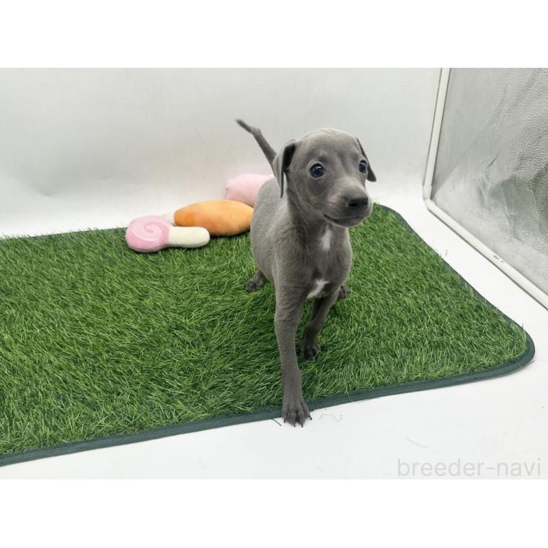 販売中の愛知県のイタリアングレーハウンド(イタグレ)-446570の3枚目