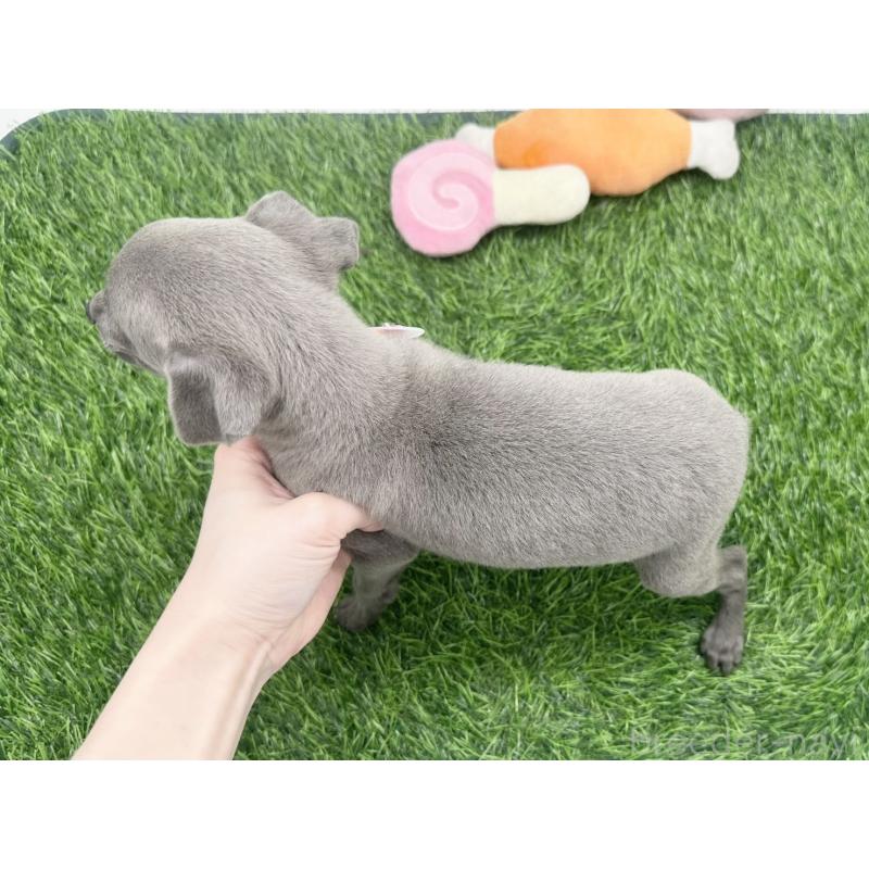 販売中の愛知県のイタリアングレーハウンド(イタグレ)-446570の2枚目