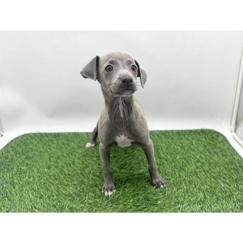 販売中の愛知県のイタリアングレーハウンド(イタグレ)-446571の1枚目