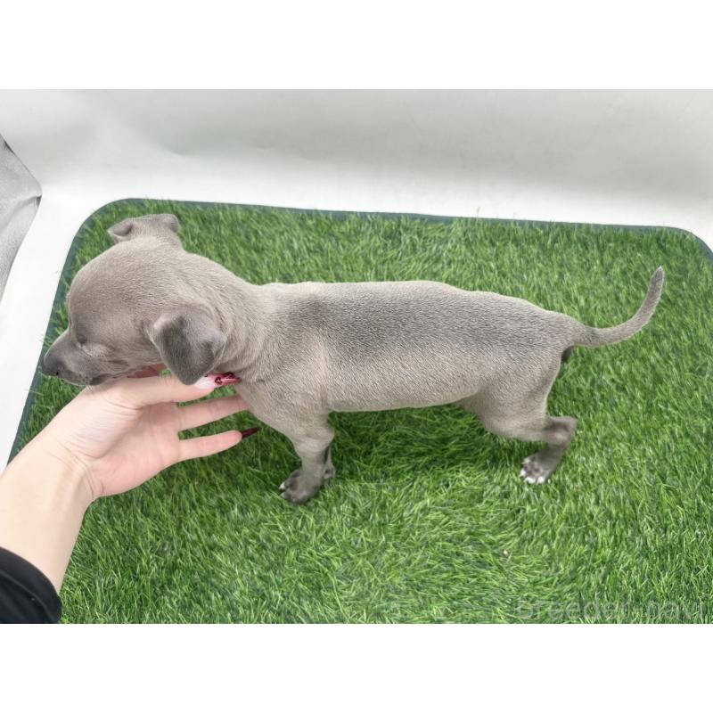 販売中の愛知県のイタリアングレーハウンド(イタグレ)-446571の4枚目