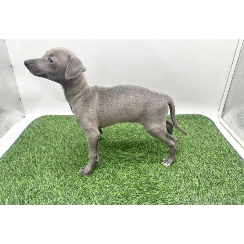 販売中の愛知県のイタリアングレーハウンド(イタグレ)-446571の3枚目