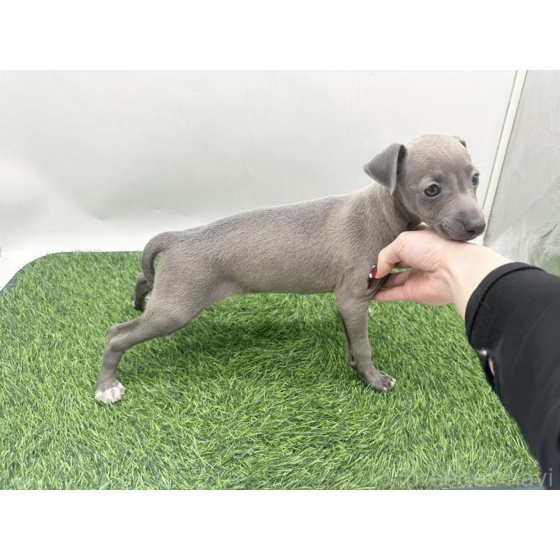 販売中の愛知県のイタリアングレーハウンド(イタグレ)-446571の2枚目