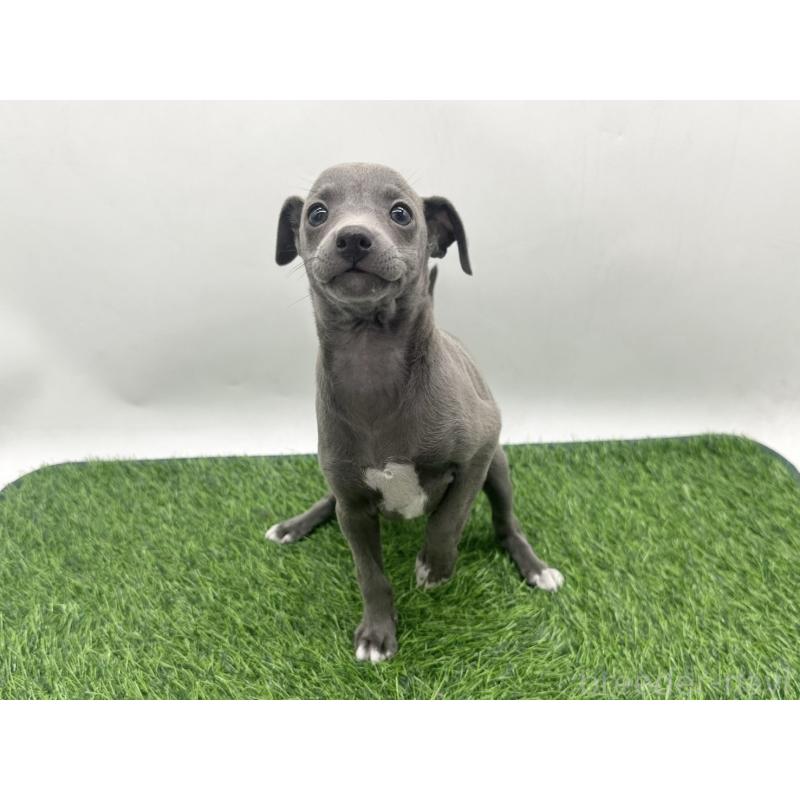 販売中の愛知県のイタリアングレーハウンド(イタグレ)-446572の5枚目