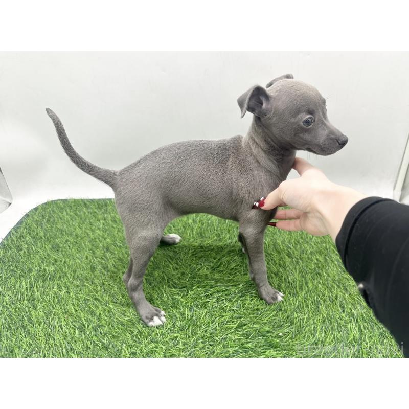 販売中の愛知県のイタリアングレーハウンド(イタグレ)-446572の4枚目