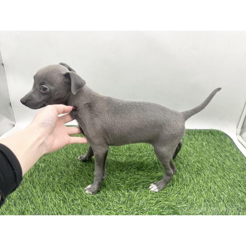 販売中の愛知県のイタリアングレーハウンド(イタグレ)-446572の3枚目