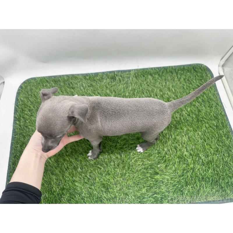 販売中の愛知県のイタリアングレーハウンド(イタグレ)-446572の2枚目