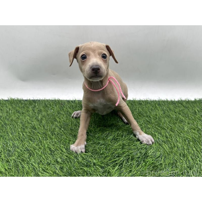 販売中の愛知県のイタリアングレーハウンド(イタグレ)-446575の1枚目