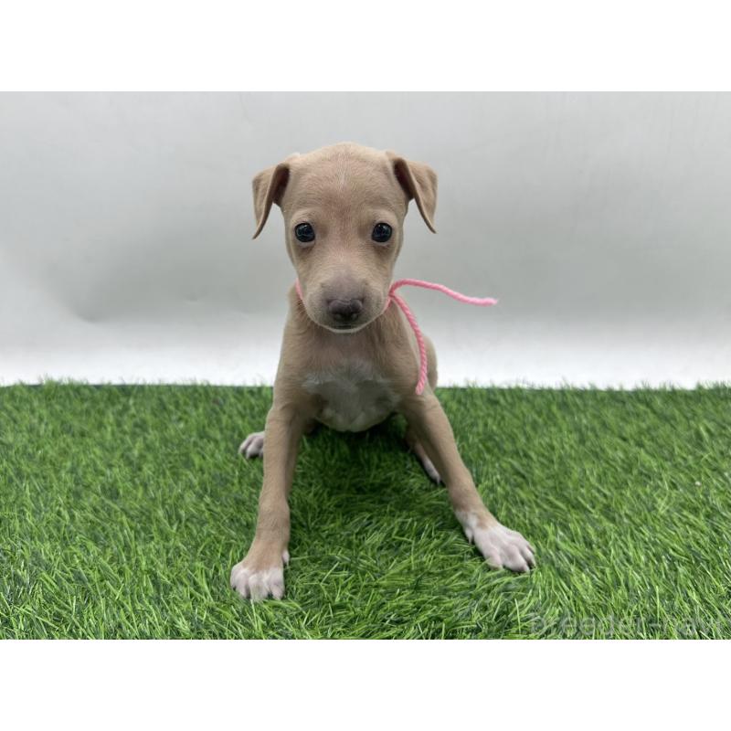 販売中の愛知県のイタリアングレーハウンド(イタグレ)-446575の6枚目