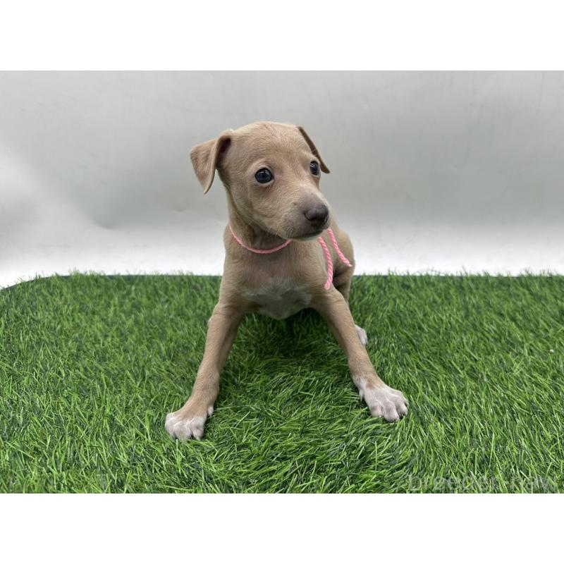 販売中の愛知県のイタリアングレーハウンド(イタグレ)-446575の5枚目