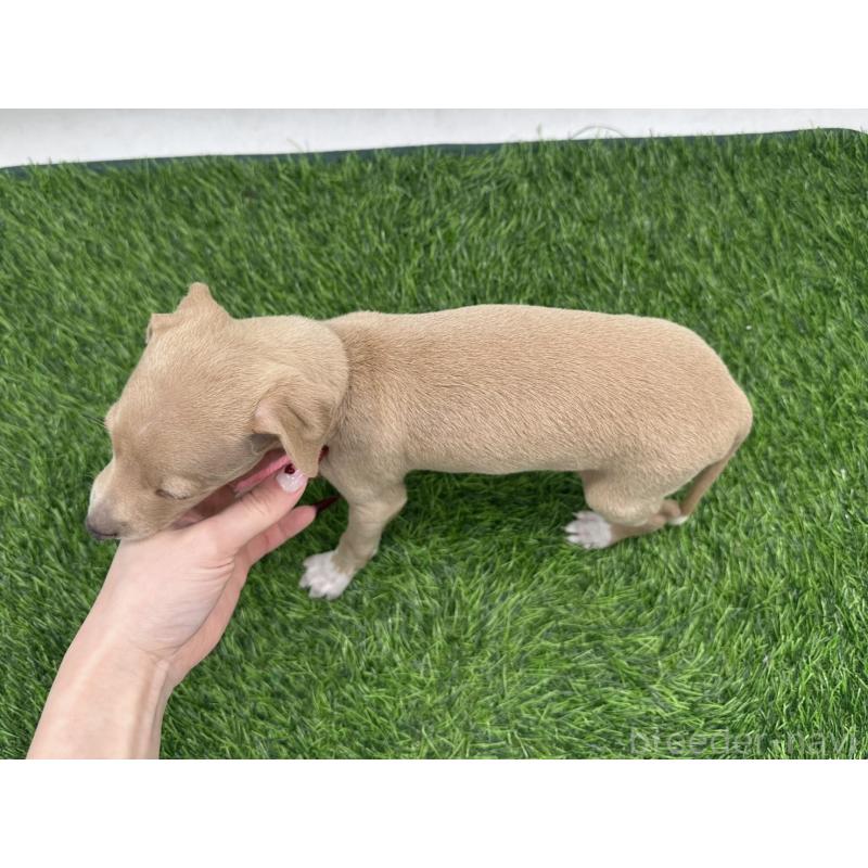 販売中の愛知県のイタリアングレーハウンド(イタグレ)-446575の4枚目