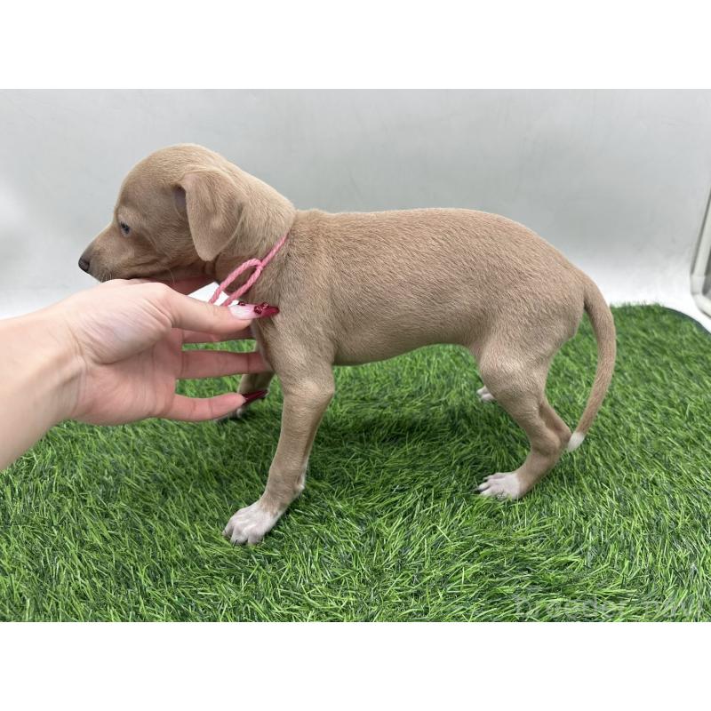 販売中の愛知県のイタリアングレーハウンド(イタグレ)-446575の3枚目